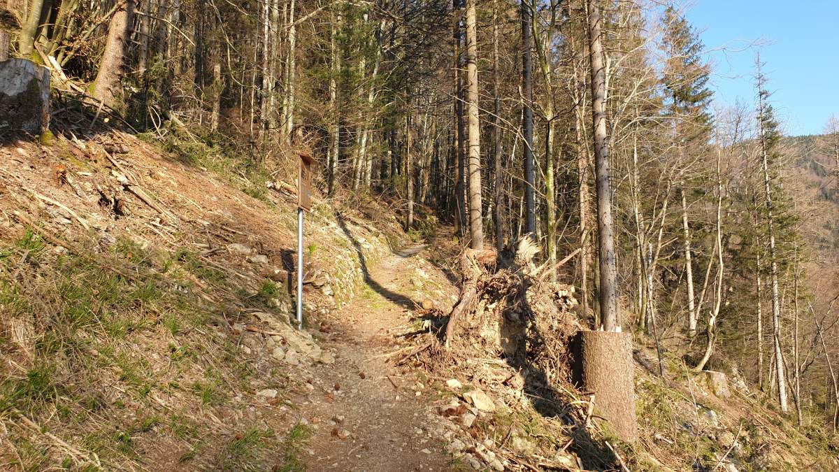 Sturmschäden auf dem Walter-Wagner-Weg beseitigt (Bild: Anfang April)